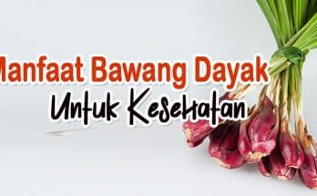 manfaat bawang dayak untuk kesehatan